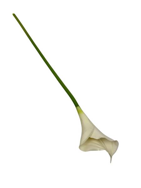 Kalia gumowa 67 cm kremowa