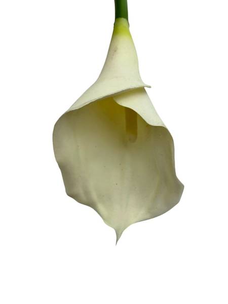 Kalia gumowa 67 cm kremowa