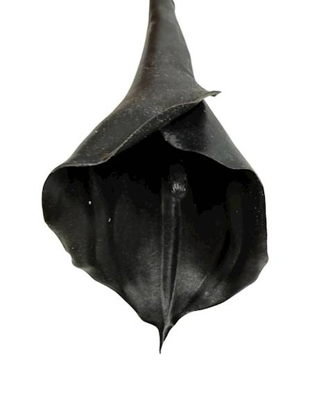 Kalia gumowa 67 cm czarna