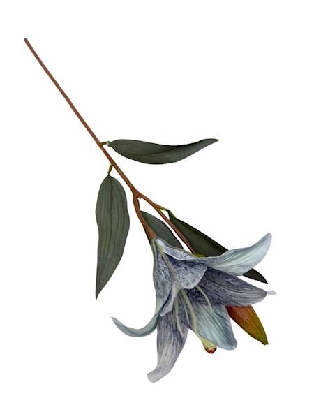 Lilia gałązka 50 cm szaro niebieska