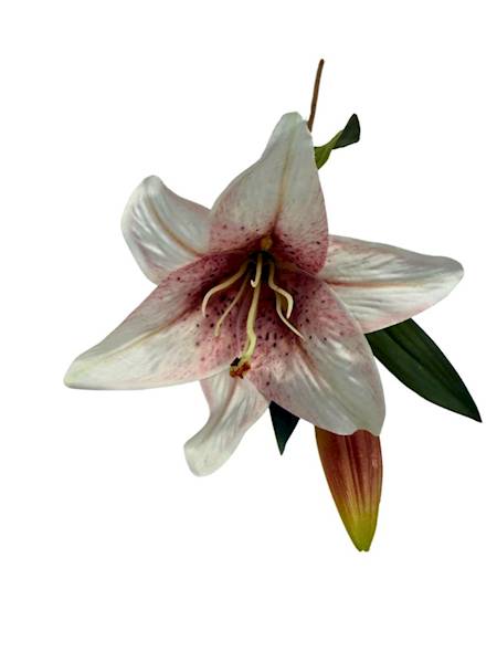 Lilia gałązka 50 cm biało czerwona