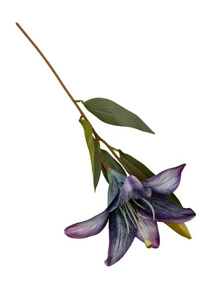 Lilia gałązka 50 cm fiolet i niebieski