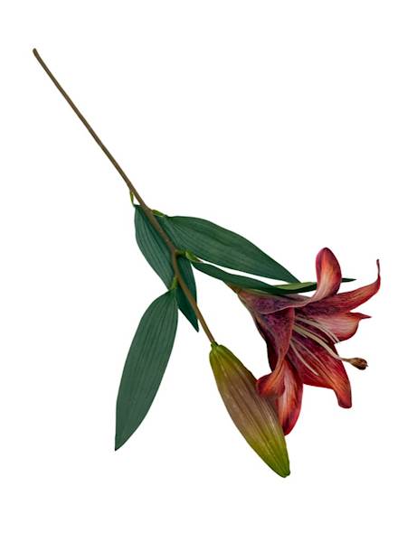 Lilia gałązka 50 cm czerwony i róż