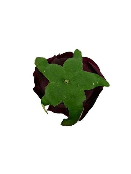 Róża główka 9 cm bordo