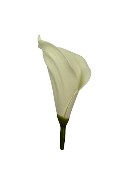 Kalia główka 13 cm kremowa