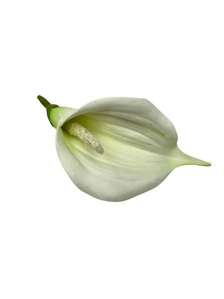 Kalia główka 13 cm biało zielona