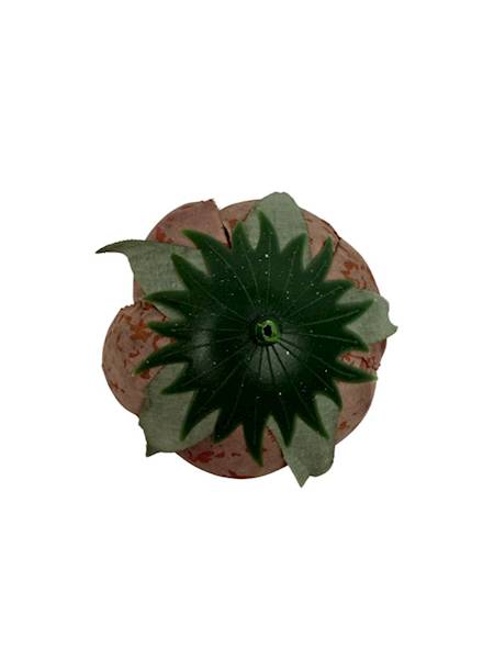 Kamelka główka 6 cm brąz