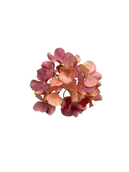 Hortensja główka 13 cm odcienie różu