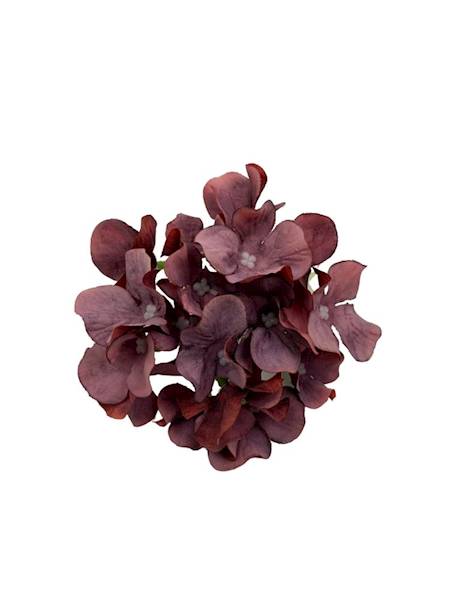 Hortensja główka 13 cm bordo