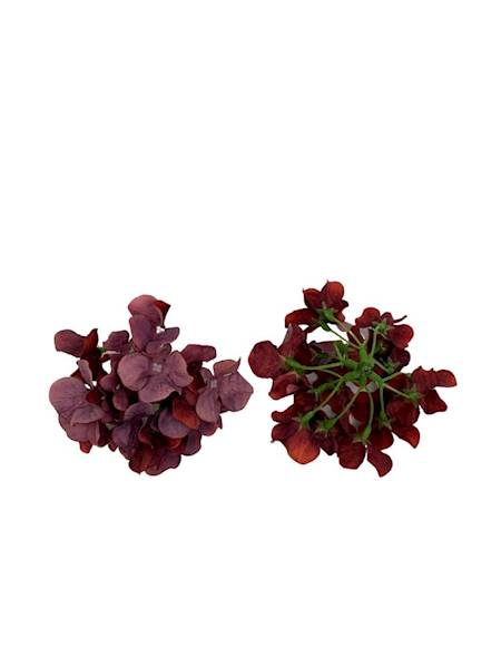 Hortensja główka 13 cm bordo
