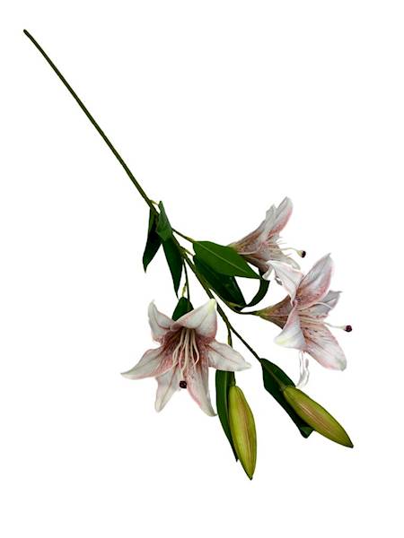 LILIA GAŁĄZKA 92 CM BIAŁO CZERWONA