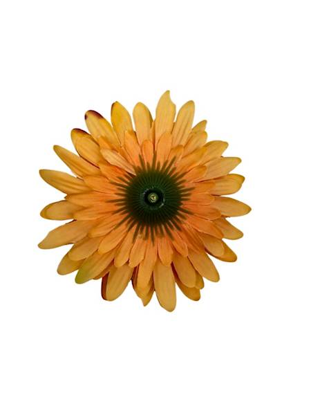 Gerbera główka 10 cm herbaciana