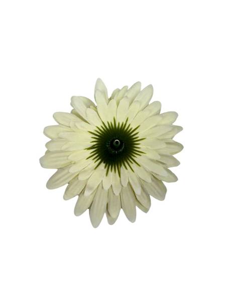 Gerbera główka 10 cm kremowa