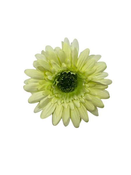 Gerbera główka 10 cm jasny zielony