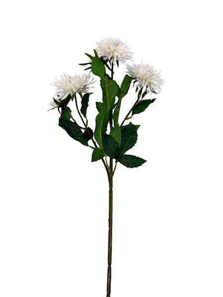 Aster gałązka 72 cm jasny krem