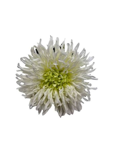 Chryzantema gałązka 72 cm krem i jasna zieleń