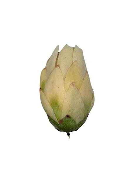 Protea główka 13 cm kremowa