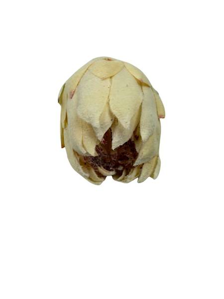 Protea główka 13 cm kremowa