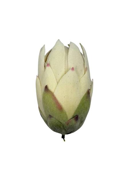 Protea główka 13 cm biało zielona