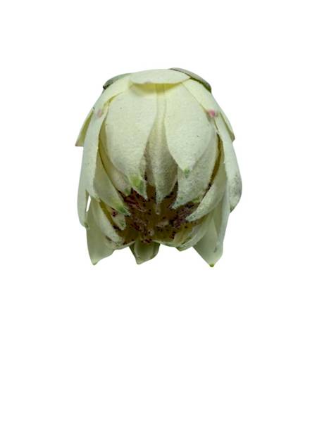 Protea główka 13 cm biało zielona