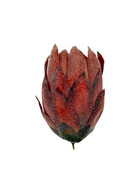 Protea główka 13 cm pomarańczowa