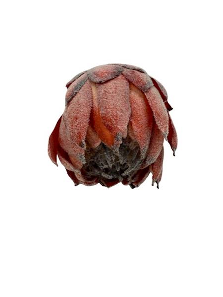 Protea główka 13 cm pomarańczowa