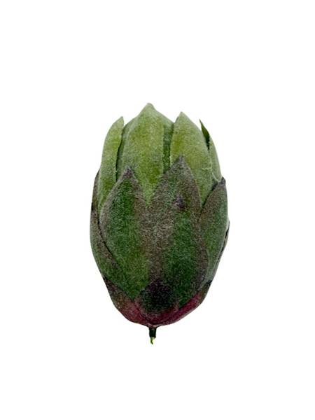 Protea główka 13 cm zielona