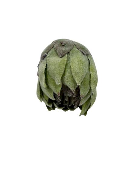 Protea główka 13 cm zielona