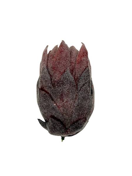 Protea główka 13 cm czerwona