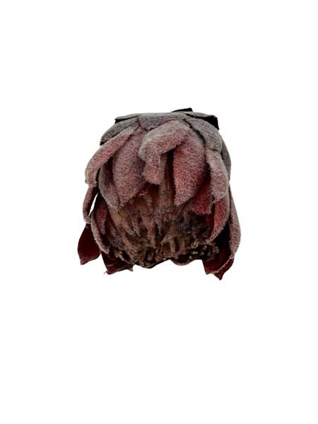Protea główka 13 cm czerwona