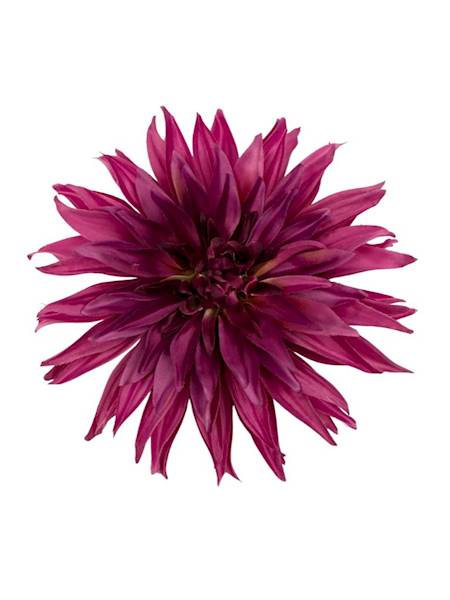 Dalia główka 18 cm ciemny róż