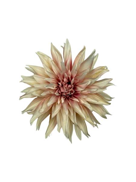 Dalia główka 18 cm pudrowy róż