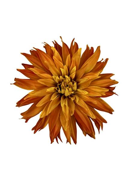 Dalia główka 18 cm żółty / pomarańcz