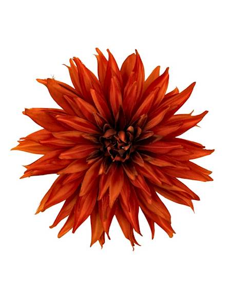 Dalia główka 18 cm herbaciana