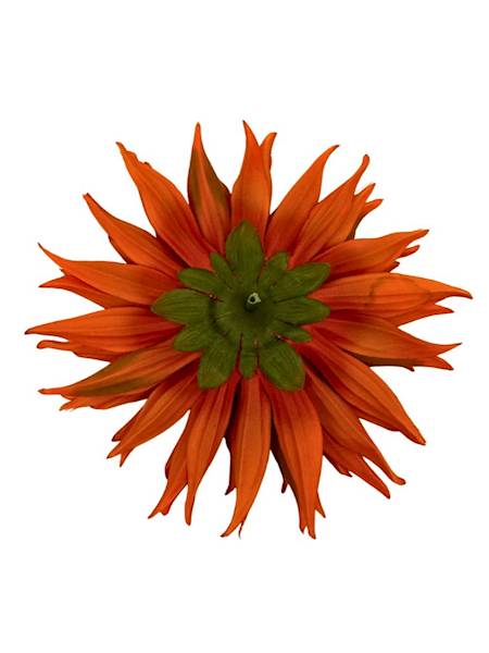 Dalia główka 18 cm herbaciana