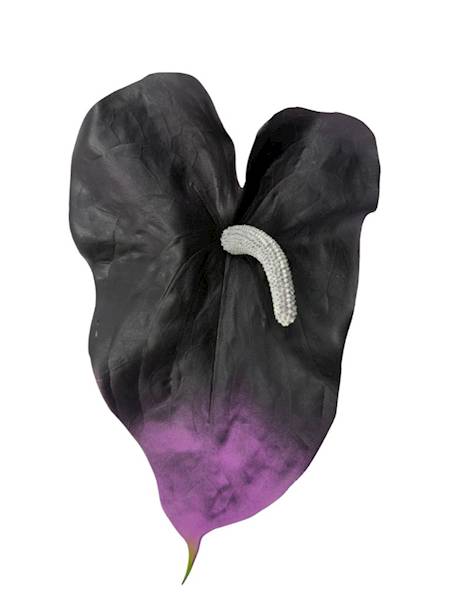 Anturium piankowe gałązka 70 cm czarno fioletowe