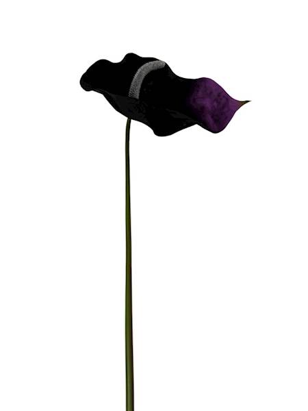 Anturium piankowe gałązka 70 cm czarno fioletowe