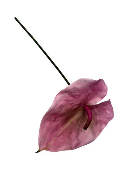 Anturium piankowe gałązka 70 cm różowe