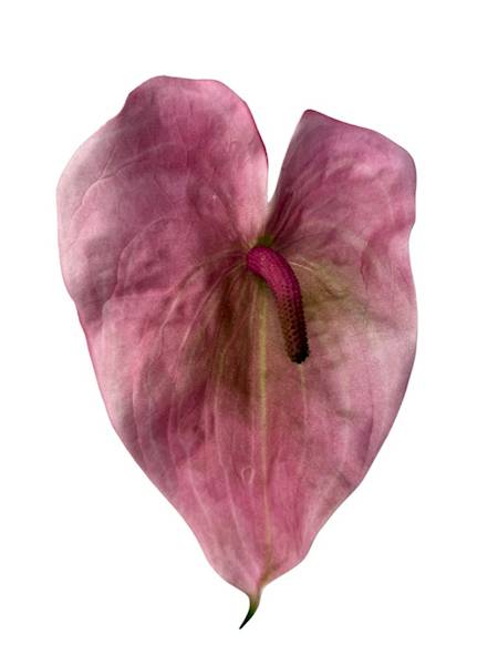 Anturium piankowe gałązka 70 cm różowe