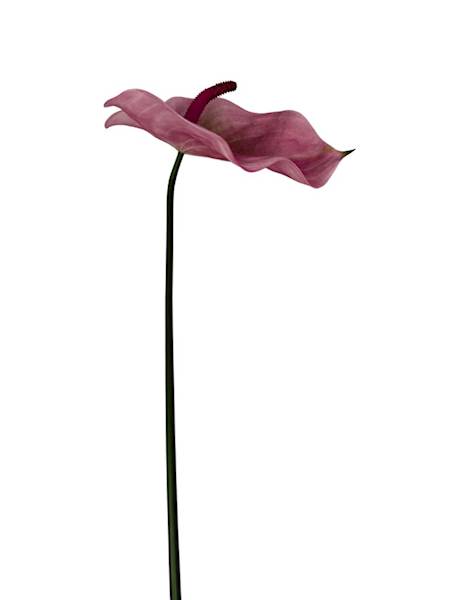 Anturium piankowe gałązka 70 cm różowe