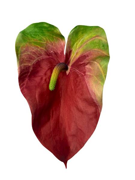 Anturium piankowe gałązka 70 cm czerwono zielone