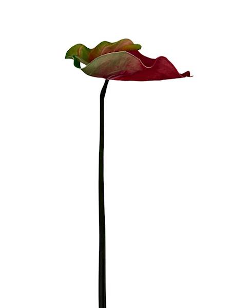 Anturium piankowe gałązka 70 cm czerwono zielone