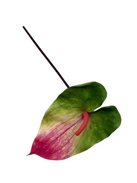 Anturium piankowe gałązka 70 cm zielono różowe