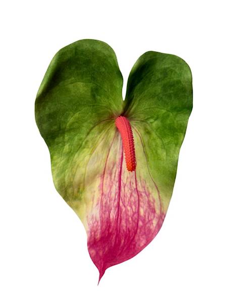 Anturium piankowe gałązka 70 cm zielono różowe