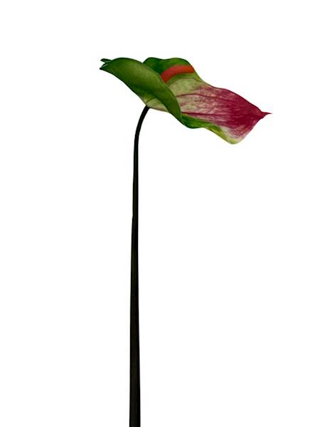 Anturium piankowe gałązka 70 cm zielono różowe