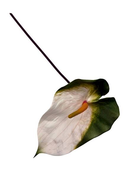 Anturium piankowe gałązka 70 cm biało i zielone