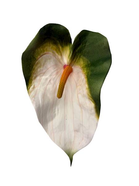 Anturium piankowe gałązka 70 cm biało i zielone