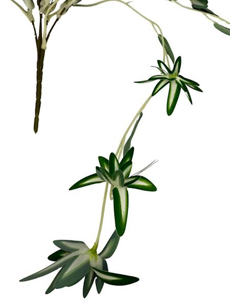 Zielistka bukiet 58 cm