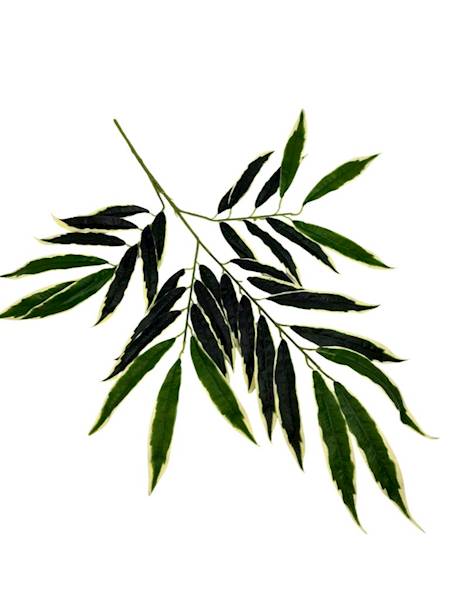 Liść XL 67 cm zielony z jasnymi obrzeżami