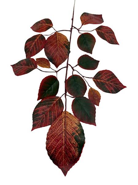 Liść buka gałązka 60 cm rudo zielony